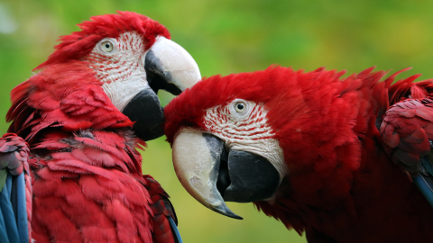 Direito dos animais : uma questão da Justiça